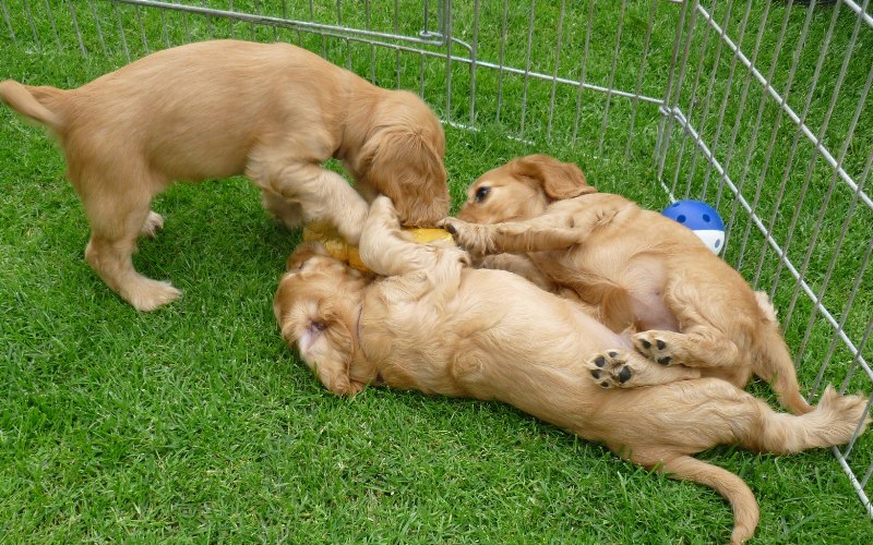 37 Gapy, Grey, Gina.JPG